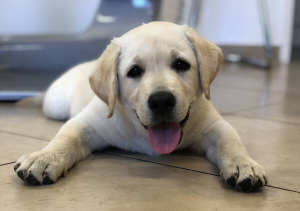 Labradorwelpe liegt entspannt auf dem Boden
